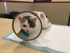 -艾贝尔宠物医院·24H转诊中心·肿瘤猫专科(江宁双龙店)