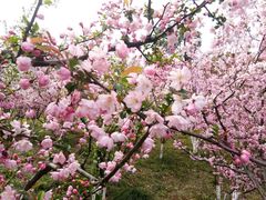 -自然谷恐龙园