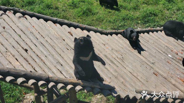 黑瞎子岛探秘野熊园图片