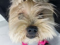 -纳吉亚猫专科动物诊疗中心(蒋宅口分院)