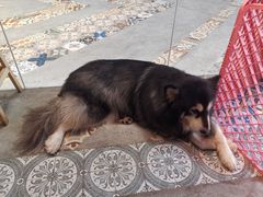 -more than meow吴止猫主题餐厅(承德 中船汇店)