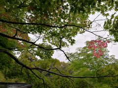 -西芳寺(苔寺)
