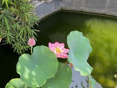 -汤宴·参须肚包鸡(南京路店)