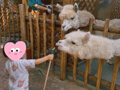 -杭州开元森泊度假乐园