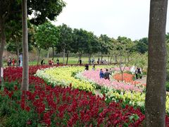 -天适樱花悠乐园