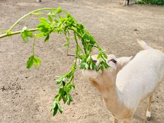 -北京麋鹿生态实验中心