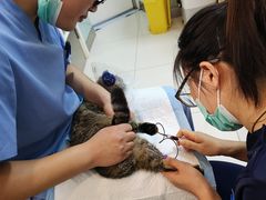 -纳吉亚猫专科动物医院博雅分院