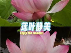 -荔湾湖公园
