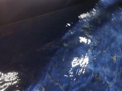 -深圳大学城（南区）体育中心-游泳馆