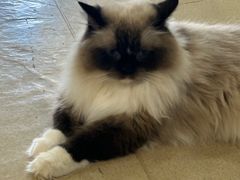 -藏猫猫咖啡主题馆(中央大道店)