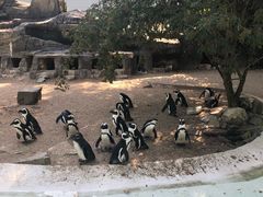 -阿提斯皇家动物园