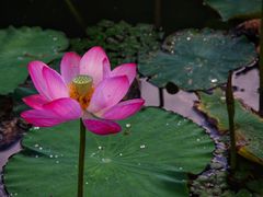 -新江湾城公园