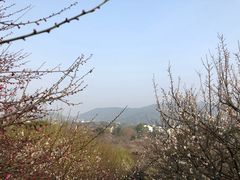 -香雪海