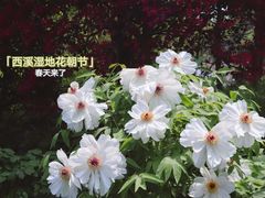 -西溪国家湿地公园