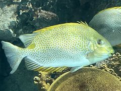 -上海海洋水族馆