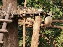 -成都大熊猫繁育研究基地