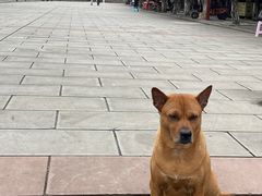 -洪霞餐馆