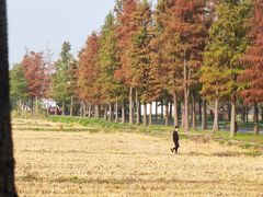 -广富林郊野公园