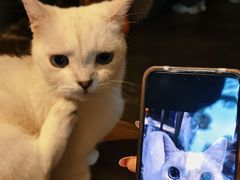-猫猫幼稚园·撸猫·桌游·电玩