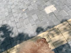 -欣怡宠物店