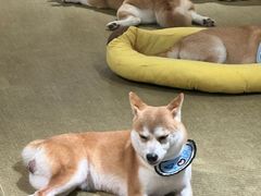 -逗柴咖啡屋·狗咖猫咖宠物桌游