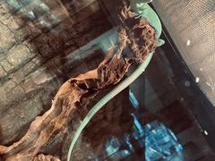 -酷以爬仙阁实体爬宠店·守宫·蜥蜴·专业繁育