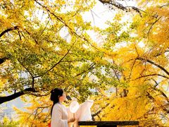-千年银杏谷文化旅游区