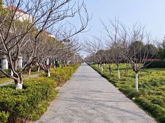 -高东镇樱花园
