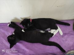 -鼓捣猫呢主题猫咖店