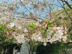 -苏州上方山国家森林公园