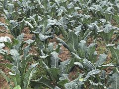 -竹上云想餐厅民宿