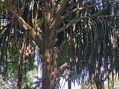 -瑞丽独树成林风景区