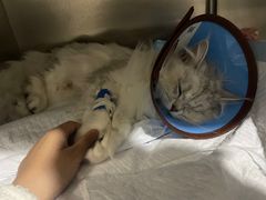 -瑞派名望24h动物医院异宠专科·猫专科·骨科·重症监护分院