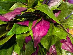 -龙泉人椰子鸡·糟粕醋·地标海南菜(龙昆南店)