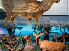 -国家自然博物馆