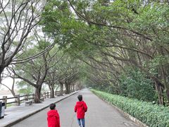 -大湾区中央湿地公园