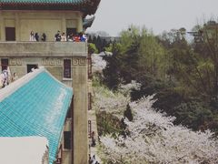 -武汉大学-樱园