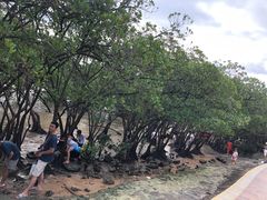 -宝安西湾红树林湿地公园