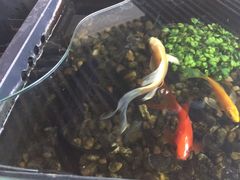 -红糖水都·女生特炖·中式滋补炖(北辰店)