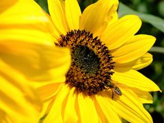 -汉长安城未央宫国家考古遗址公园