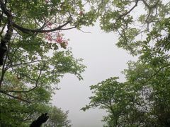 -大围山国家森林公园