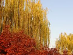-桃花岛公园