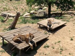 -大连森林动物园