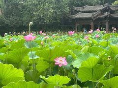 -莲湖公园
