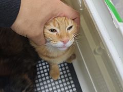 -瑞鹏宠物医院·骨外科·心肾科·肿瘤科(九亭店)