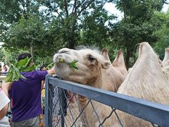 -长白岛森林公园