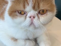 -飞行喵MR PILOT|猫舍·猫咖(静安大融城店)