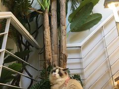 -喵喵咪呀布偶猫咖(春熙路店)