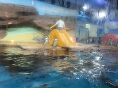 -海合安武汉极地海洋公园