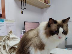 -格蕾宠物医院24H·猫科·肿瘤科·骨科中心(福州总院)